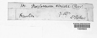 Image of Microglossum viride